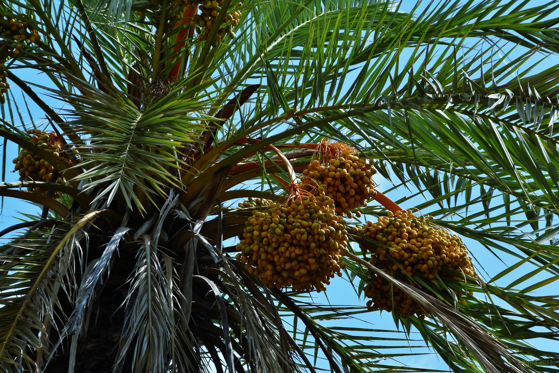 Oasis de Tiout, dates 